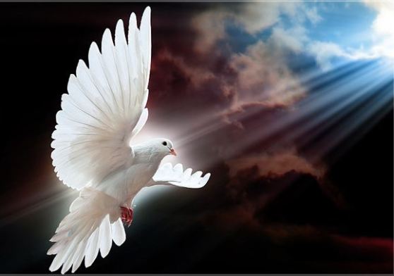 Taube Frieden Gerechtigkeit Himmel